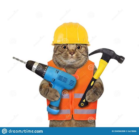 Background Animal, International Cat Day, Electric Drill, Cat Day