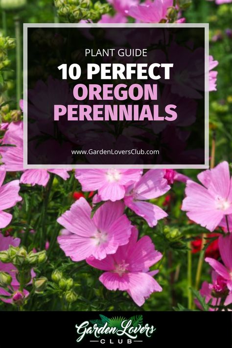 Oregon homeowners may want to consider these 10 perennials.  Some perennials grow great in Oregon, and they will make your landscaping beautiful with very little care. They will come back every year. It is easier to care for perennials in most cases, and you also will not have to plant them again next year, which can be a great way to save money. Oregon Flower Garden, Oregon Yard Landscaping, Oregon Front Yard Landscaping, Native Oregon Landscaping, Oregon Native Flowers, Pnw Yard Landscaping, Central Oregon Landscaping Ideas, Oregon Native Plants, Backyard Hardscaping