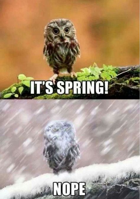 It’s spring! Nope. Spring Meme, Winter Humor, Spring Funny, Funny Owls, Morning Humor, Funny Stories, Animal Memes, Bones Funny, The Snow