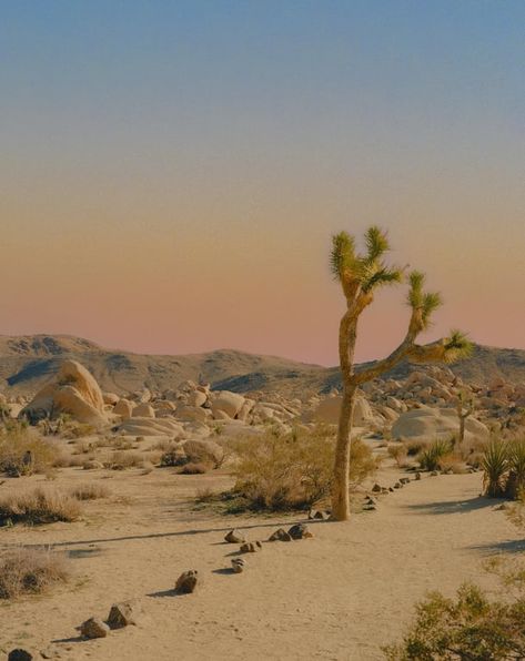 Palm Springs Photography, Mamiya 7, Joshua Tree California, Film Stock, Analog Photography, Desert Fashion, Desert Homes, Still Photography, Famous Photographers