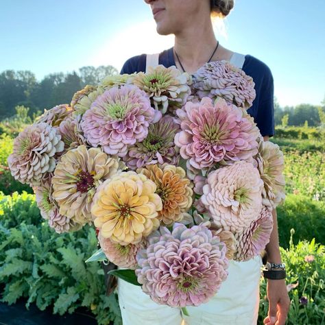 All Posts • Instagram Zinnia Bouquet, Fleur Aesthetic, Petal Pushers, Garden Journal, Landscape Pictures, Greenhouses, Flower Farm, Growing Flowers, The Crazy