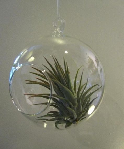 Gardening 101: Air Plants: Gardenista Hanging Globes, Tillandsia Display, Low Maintenance Indoor Plants, Globe Diy, Plant In Glass, Small Terrarium, Diy Hanging Planter, Mini Terrarium, Air Plant Display