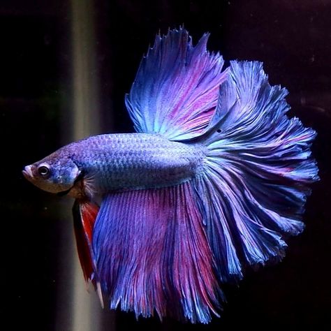 Purple Betta Fish, Aquatic Photography, Fighter Fish, Weird Cats, Marine Life Art, Fancy Fish, Dragon Fish, Pretty Fish, Beta Fish