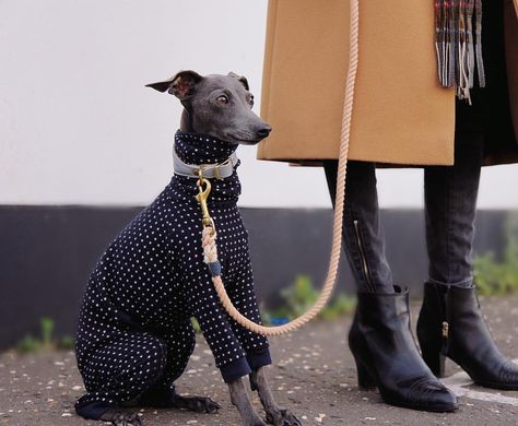 Wearing Jute & Sable ‘KINGS ROAD’ Romper. Italian Greyhound Clothing made in London Greyhound Clothes, Italian Greyhound Clothes, Italian Greyhound Dog, Dog Organization, Nature Friends, Indian Elephant, Grey Hound Dog, Rope Dog, Dog Pajamas