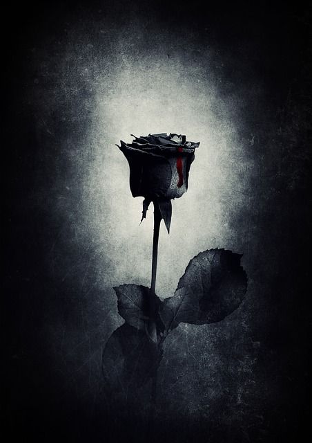 Black Roses Wallpaper, Blood Wallpaper, Whatsapp Profile Picture, Gothic Rose, Gothic Wallpaper, Aesthetic Roses, Image Swag, Whatsapp Dp Images, Black Grunge