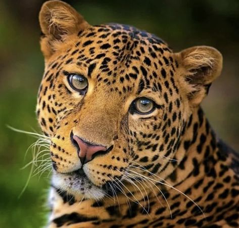 Wild Animals Photography, Majestic Animals, Wildlife Nature, Arte Animal, African Animals, Wildlife Animals, Animal Faces, Animal Planet, Nature Animals