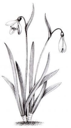 Snow Drops Flowers, Flower Tattoo Drawings, Simple Line Drawings, Flower Sketches, Botanical Drawings, Ink Illustrations, Pen Drawing, Tattoo Sketches, Botanical Illustration