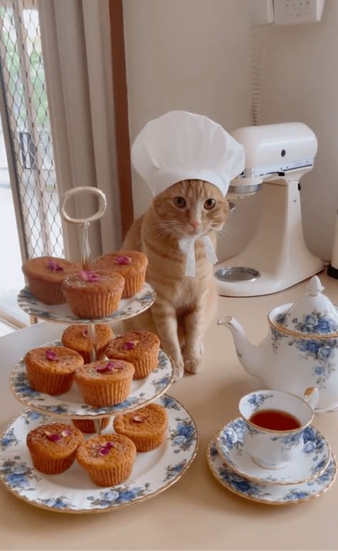 Sweet Instagram Videos of Orange Cat Making Desserts Pfp Cat Funny, Tabby Cat Names, Honey Cakes, Pfp Cat, Cat Snacks, Cat Lounge, Cat Pfp, Cat Hacks, Aesthetic Cat