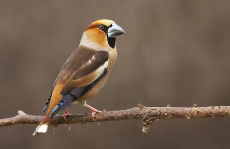 Hawfinch by CyprianMielczarek.deviantart.com on @deviantART Hawfinch, Chaffinch, Exotic Birds, Colorful Birds, Character Description, Wild Birds, Photo Canvas, Beautiful Birds, Colour Palette