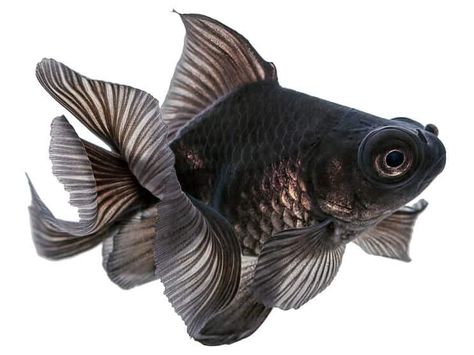 Black Telescope Goldfish Lionhead Goldfish, Bubble Eye Goldfish, Big Eyed Fish, Black Goldfish, Goldfish Types, Goldfish Tattoo, Fantail Goldfish, Fancy Goldfish, Underwater Creatures