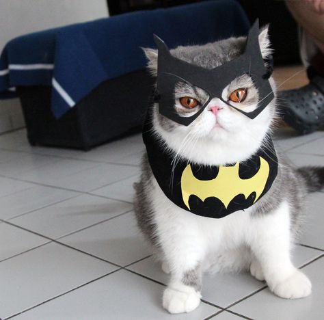 I Make Costumes For My Cats | Bored Panda Diy Cat Costumes For Cats, Costumes For Cats, Cute Cats In Costumes, Cat In Batman Costume, Cats In Costumes Hilarious, Cats In Shark Costumes, Kittens In Costumes, Cat Halloween Costume Pet, Cute Cat Costumes