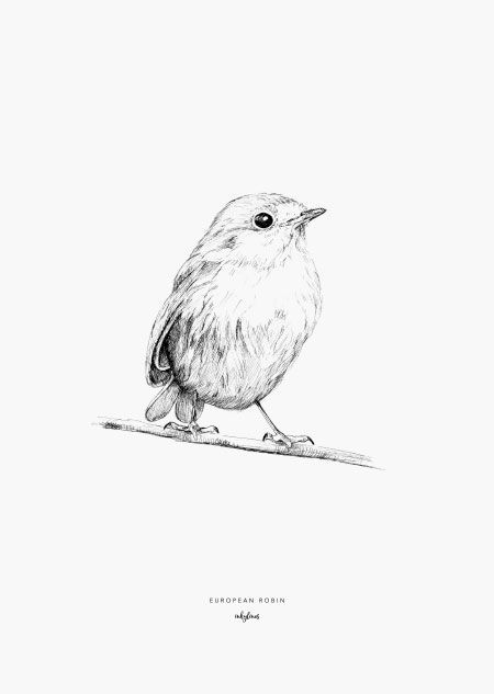 Black And Grey Robin Tattoo, Robin Bird Sketch, Small Robin Tattoo Black And White, European Robin Tattoo, Robin Tattoo Simple, Black And White Robin Tattoo, Robin Illustration Bird, Bird Drawings Cute, Fine Line Robin Tattoo