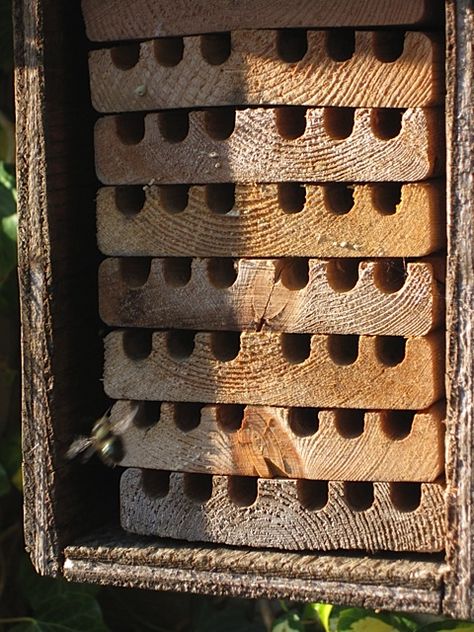 Mason Bee Flying Into House Bee Hotels, Bee Flying, Bee Houses, Raising Bees, Bee Hotel, Mason Bees, Insect Hotel, Bee House, Garden Farm