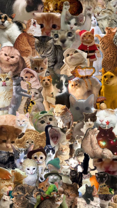 Just a bunch of cats❤️ #ilovecats #cats #kitties #kittens #cutecats #catsarethebest A Bunch Of Cats, Rave Meme, Bunch Of Cats, Rhode Island History, Cat Collage, Sesame Street Muppets, Bert & Ernie, Kitty Meow, Dream Book