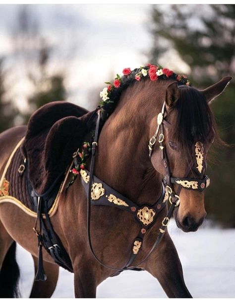 Horses Funny, Medieval Horse, Horse Braiding, Funny Horse Pictures, Royal Horse, Spanish Horse, Tiny Horses, Horse Costumes, Horse Armor