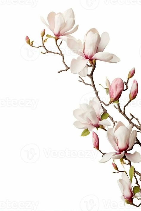 AI Generative Branch of pink magnolia flowers isolated on the white Magnolia Drawing, Magnolia Branch, Pink Magnolia, 3d Vector, Magnolia Flowers, Wall Diy, Magnolia Flower, Reference Photos, White White