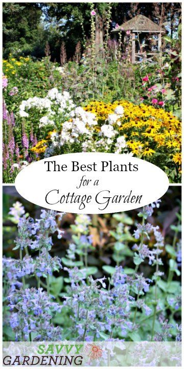 A List of Cottage Garden Plants; The Ultimate Guide Informal Gardens, Cottage Garden Patio, Funny Vine, Long Blooming Perennials, Gladioli, Cottage Garden Design, Cottage Garden Plants, Thriving Garden, Garden Wallpaper