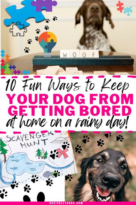 Discover 10 best things to do at home with your dog that will keep them entertained! From DIY boredom busters for dogs to puppy games that provide mental stimulation, fun activities are perfect for training your dog. Get essential dog care tips, and obedience training, and boost your dog brain with simple exercises. Ideal for pet care routines and building a stronger bond, these ideas will help you provide mental stimulation for your dog while keeping them entertained, and have a great time. Ways To Entertain Your Dog, Activities To Do With Dogs, Boredom Busters For Dogs, Mentally Stimulating Games For Dogs, Dog Stimulation Ideas, Things To Do With Your Dog, Mental Stimulation For Dogs Diy, Dog Boredom Busters Diy, Things To Do With Dogs