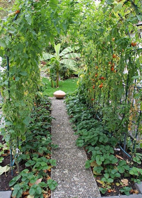 Tomato trellis Diy Arbor, Garden Vines, Vertical Gardens, Veg Garden, Kew Gardens, Garden Structures, Veggie Garden, Private Garden, Edible Garden