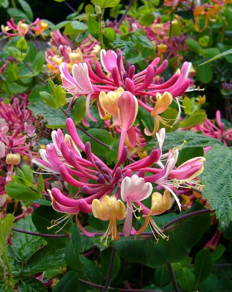 June birth flower: Rose & Honeysuckle - Growing Family Lonicera Periclymenum, June Birth Flower, Honeysuckle Vine, Honeysuckle Flower, Garden Vines, Starter Plants, Lavandula Angustifolia, Month Flowers, Birth Month Flowers