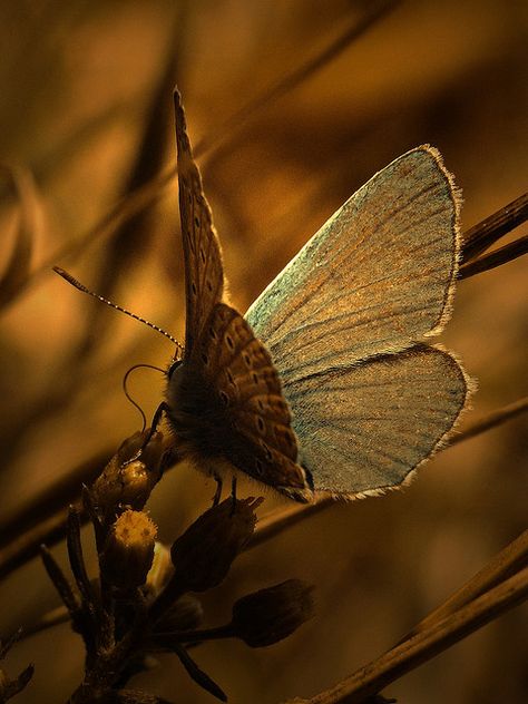 Brown Butterfly Beautiful Insects, Blue Things, Butterfly Kisses, Brown Shades, Brown Aesthetic, Beautiful Butterflies, Earth Tones, Brown Gold, Brown Color