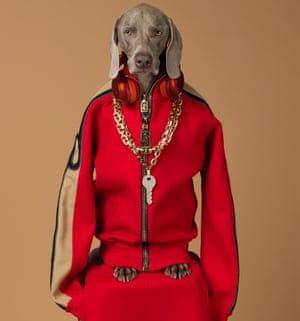 A Weimaraner dressed in a bright red track suit top with a thick gold chain around his neck. Qey, William Wegman, 2017, pigment print. William Wegman, Wes Anderson Movies, John Cage, Weimaraner Dogs, Dog Years, Man Ray, Dog Costumes, Weimaraner, Try Harder