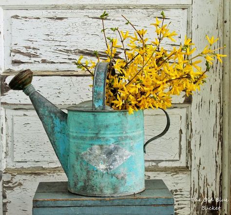 Forsythia in one of my favorite old watering cans ~ Country Yard, Boom Kunst, Paintings Flowers, Vibeke Design, Metal Watering Can, Watering Cans, Patio Diy, Modern Country, Vintage Garden