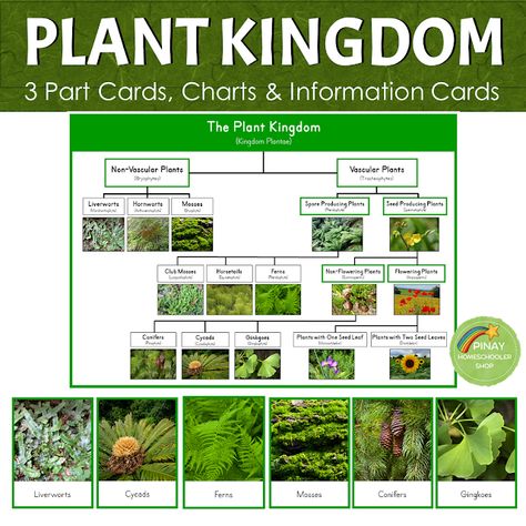 The Plant Kingdom | The Pinay Homeschooler Classification Of Plants, Biology Plants, Plant Classification, Realistic Pictures, Best Island Vacation, Second Grade Science, Planting For Kids, Plant Kingdom, Kingdom Plantae