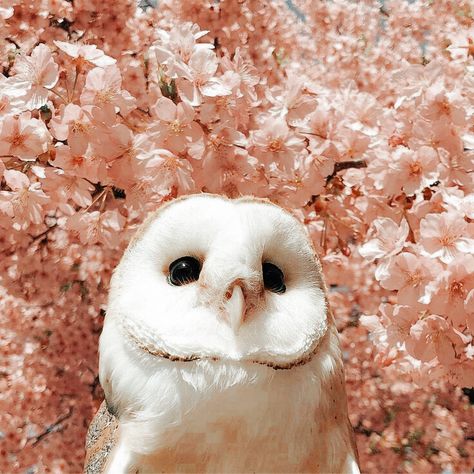 Aesthetic Owl, Follow For More, Flowers, Pink