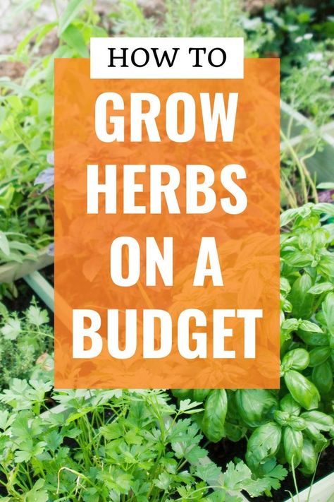 Garden On A Budget, Frugal Gardening, Bucket Gardening, Harvesting Herbs, Types Of Herbs, Best Perennials, Perennial Herbs, Plant Tags, Home Vegetable Garden