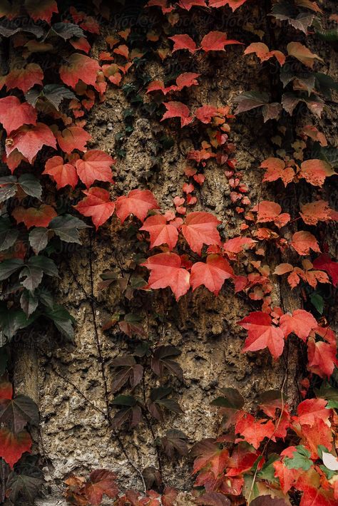 "Autumn Ivy" by Stocksy Contributor "Pixel Stories" Ivy Aesthetic, Ivy Photography, Flower Reference, Ivy Vine, Leg Sleeve, Ivy Leaf, Flower Background, Flower Background Wallpaper, Autumn Garden