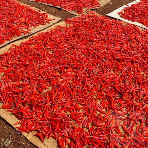 Fresh hot peppers drying in the sun naturally Dried Hot Peppers, Dehydrated Hot Peppers, Hot Sauce From Dried Peppers, Sudan Recipe, Sweety Drop Red Peppers, South Sudanese Culture, Sudanese Food, Dried Chili Peppers, Hottest Chili Pepper