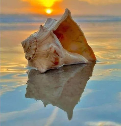 Sea Shells Still Life Photography, Beach Shells Photography, Seashell Still Life Photography, Pictures Of Seashells, Conchiglie Aesthetic, Sea Shells Photography, Sea Shell Photography, Sea Shell Pictures, Sea Shell Aesthetic