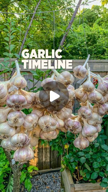 Grow Garlic In Water, Plant Garlic, The Constant Gardener, Planting Garlic, Edible Gardens, Garlic Scapes, Green Garlic, Growing Garlic, Brown Leaves