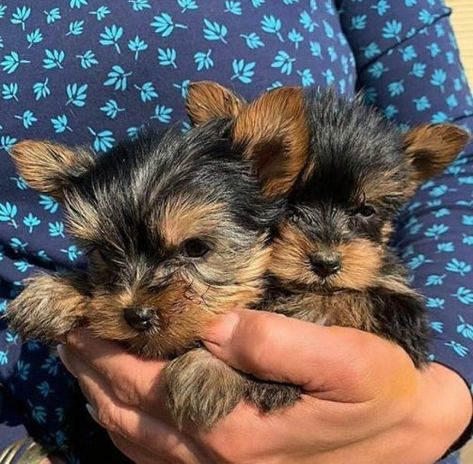 Stunning Male and Female Yorkie Puppies for Good homes These wonderful male and female are being offered on the active register to the right breeding program. Straight profile, and a wonderful temperament to top it off. They will be leaving us vaccinated and micro chipped. They are be up to date with their worm and flea treatments. They are fully litter trained. They have been brought up in our home with other cats and dogs. They will come with 4 weeks free insurance provided by Petplan, reserve Teacup Puppy Breeds, Micro Teacup Yorkie, Yorkie Puppies For Adoption, Baby Yorkie, Yorkshire Puppies, Teacup Yorkie For Sale, Micro Teacup Puppies, Yorkshire Terrier Teacup, Puppy Kennel