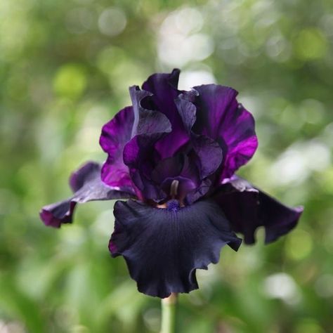 Geranium Phaeum, Blue And Purple Flowers, Purple Garden, Iris Garden, Purple Iris, Bearded Iris, Replant, Iris Flowers, Garden Care