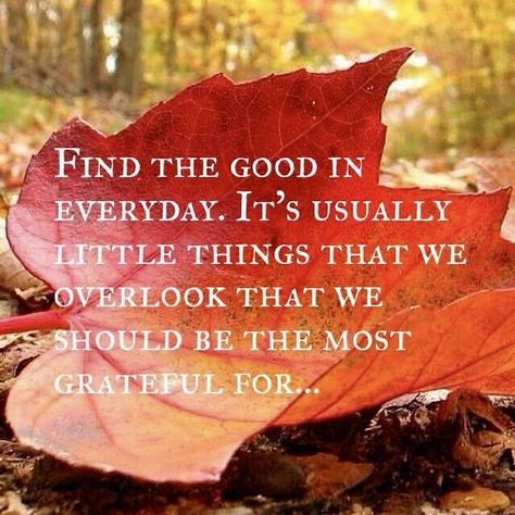 Fall Blessings Quotes, Count Blessings, Tough Quotes, Fall Blessings, Counting My Blessings, November Quotes, Grateful For Today, Grateful Quotes, Thankful Quotes