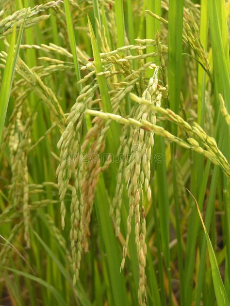 Rice field. Crop , #Ad, #Rice, #field, #Crop #ad Crop Photo, Crop Image, Agriculture, Farmer, Rice, Card Design, Stock Images, Herbs, Green