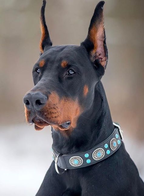 Doberman Side Profile, Doberman Reference, Doberman Puppies For Sale, Doberman Pinchers, European Doberman, Black Doberman, Doberman Dog, Cane Corso Dog, Doberman Pinscher Dog