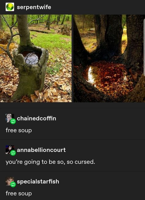 To Infinity And Beyond, Tumblr Funny, Tumblr Posts, In The Woods, Funny Posts, A Tree, Funny Cute, That Way, Really Funny