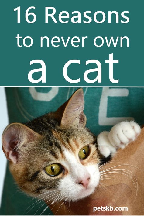 Kittens Care, Cat Guide, Raising Kittens, Cat Funnies, Cat Behavior Facts, Cat Life Hacks, Cat Cartoons, Cat Ownership, Cat Tips