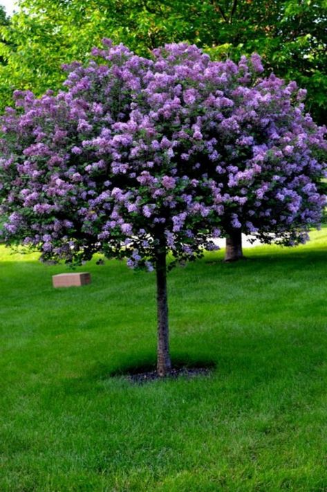 The most beautiful trees for a truly spectacular yard and garden | My desired home Landscaping Trees, Lilac Tree, Easy Landscaping, Landscape Designs, Have Inspiration, The Secret Garden, Front Yard Landscaping Design, Garden Trees, Outdoor Landscaping