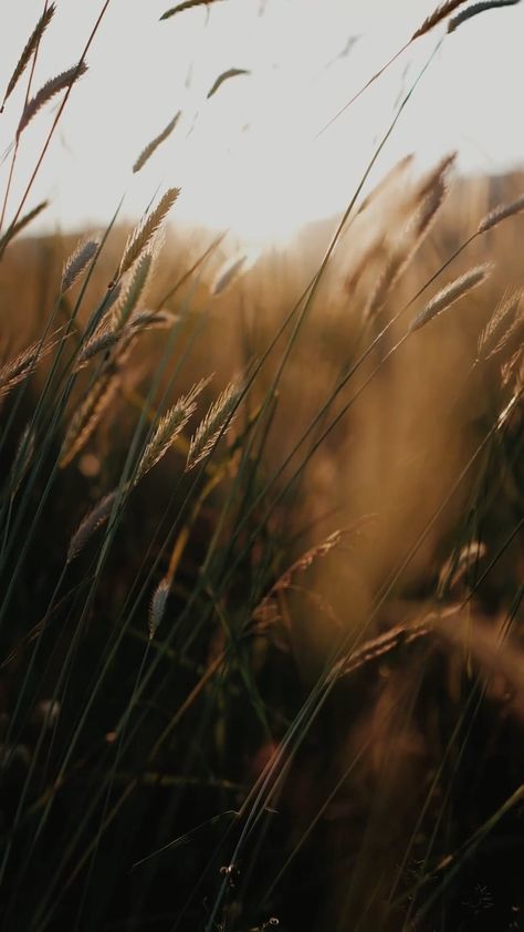 1900s Aesthetic, Golden Wheat Field, Wheat Farm, Western Tattoo, Tattoo 2024, Crop Field, Shadow Images, Western Tattoos, Golden Wheat