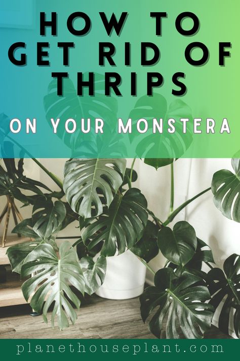 Monstera deliciosa are a thrips magnet and it can be a pain trying to get rid of them. Thrips are one of the more tenacious houseplants pests, and they can become immune to pesticides, so I've given you multiple options for thrips eradication, as well as my favourite method, which is using predatory mites to eat thrips Thrips How To Get Rid Of, Monstera Potting Mix Recipe, Thrips On Houseplants, Monstera Deliciosa Care, Kill Bugs, Monstera Plants, Plants Care, Pest Prevention, Insecticidal Soap