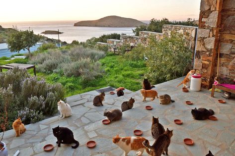 Count Me-ow In: Get Paid to Live on a Greek Island and Care for 55 Cats What Cats Can Eat, Cat Island, Cat Whisperer, Cat Sanctuary, Job Offers, Aegean Sea, Panoramic View, Job Offer, Greek Island