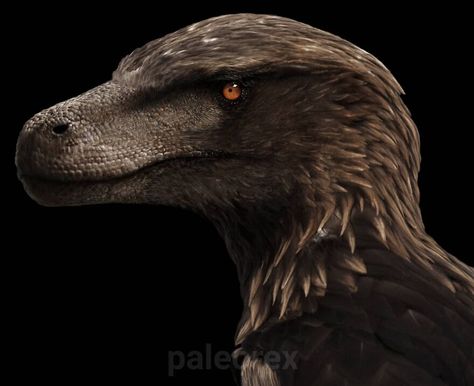 Utahraptor Extinct Animals, Dinosaurs, Real Life, Illustrations, Animals, Black