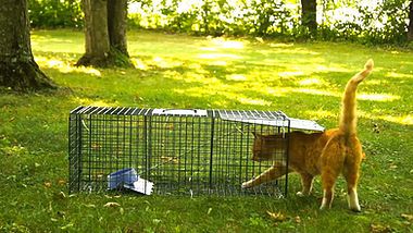 Armadillo Trap, Cat Trap, Cat Traps, Canned Cat Food, Feral Cats, Outdoor Cats, All About Cats, Cat Pin, Cat Food