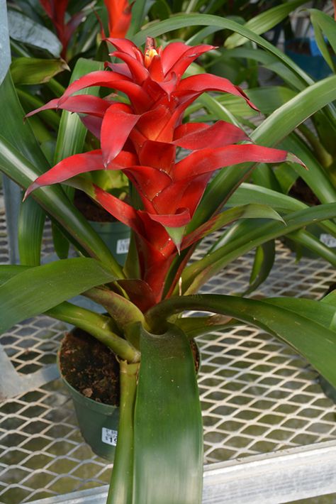 Guzmania Bromeliad, Bromeliad Guzmania, Lakewood Colorado, Plants Nursery, Nursery Garden, Lafayette Louisiana, Winter Outdoors, Door Decor Ideas, Flower Spike