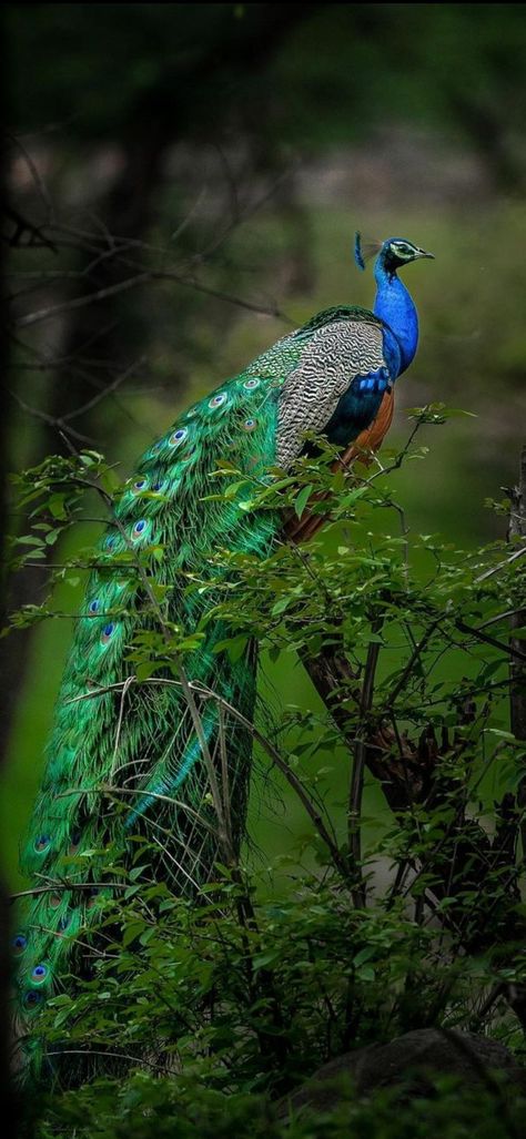 Peacock feathers, peacock wallpaper, Beautiful wallpaper, nature beauty Peacock Pictures Image Beautiful, Punjab Culture, Arts Wallpapers, Peacock Drawing, Peacock Images, Peacock Wallpaper, Peacock Pictures, Feather Wallpaper, Wallpaper Beautiful