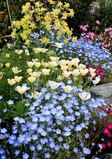 Blue And Yellow Garden, Spring Flowers Garden, Eschscholzia Californica, Dream Garden Backyards, Front Lawn Landscaping, Yellow And Blue Flowers, Gardening Landscaping, Garden Vegetables, Fall Garden Vegetables